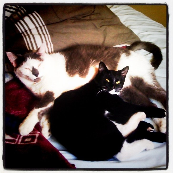 Picture of a cat / kitten / feline