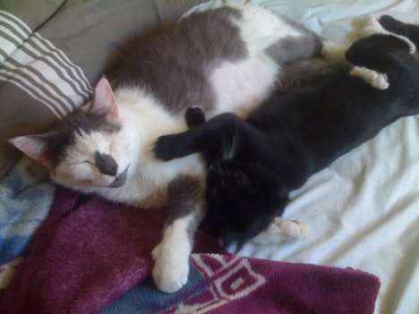 Picture of a cat / kitten / feline