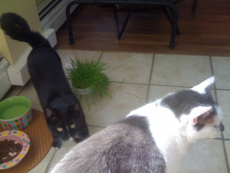 Picture of a cat / kitten / feline