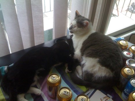 Picture of a cat / kitten / feline