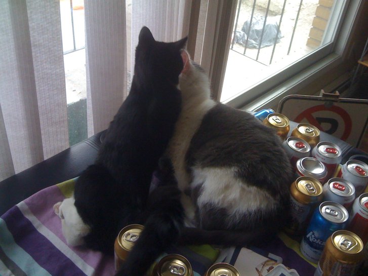 Picture of a cat / kitten / feline