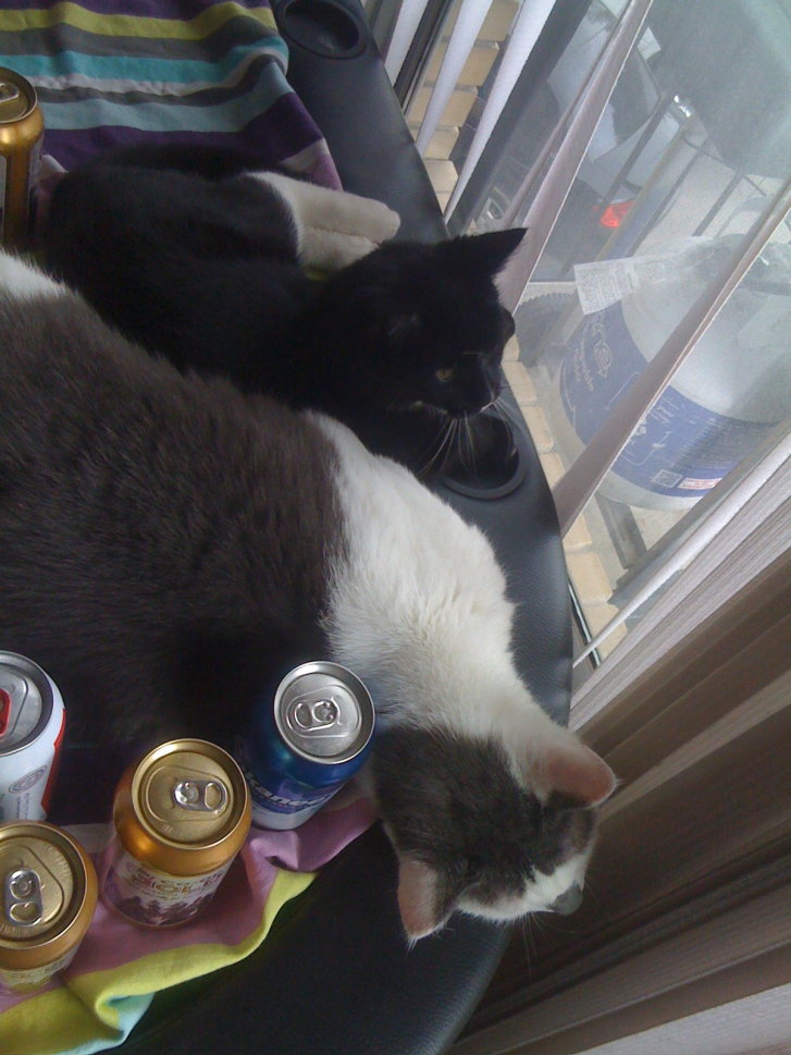 Picture of a cat / kitten / feline