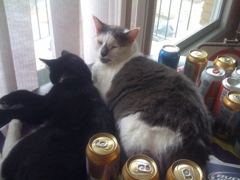 Picture of a cat / kitten / feline