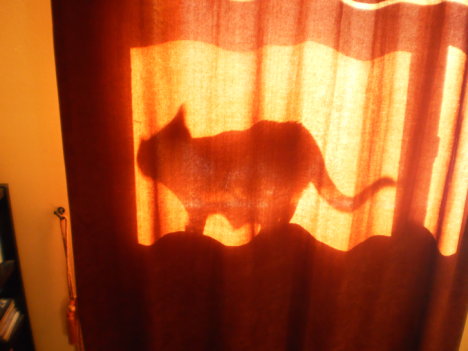 Picture of a cat / kitten / feline