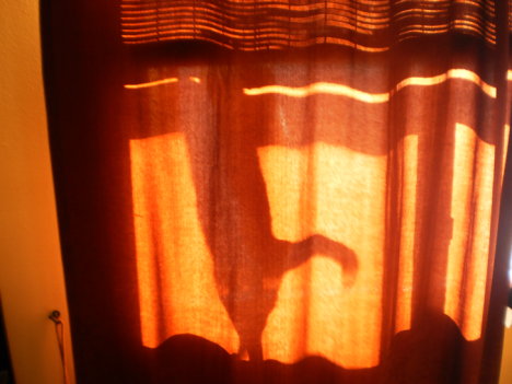 Picture of a cat / kitten / feline