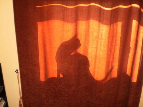 Picture of a cat / kitten / feline