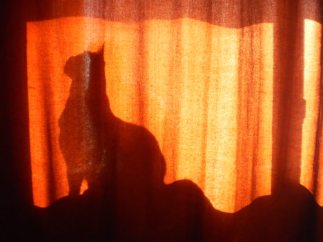 Picture of a cat / kitten / feline