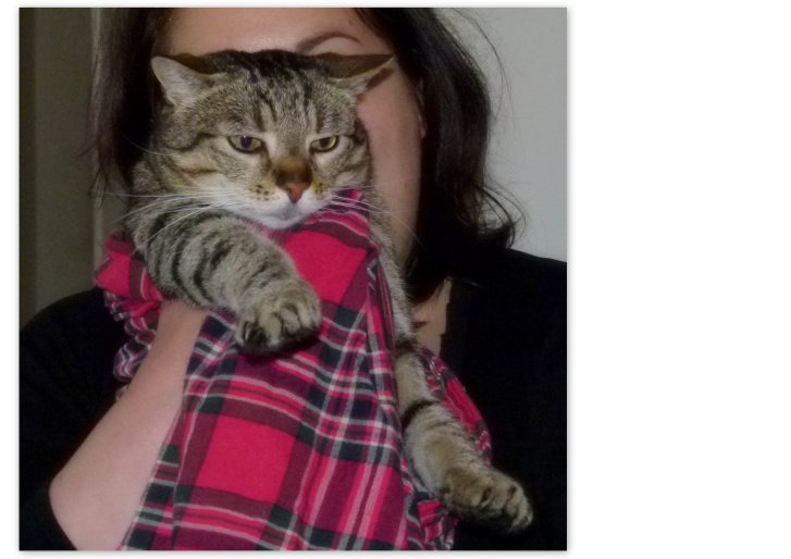 Picture of a cat / kitten / feline