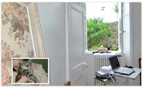 Picture of a cat / kitten / feline