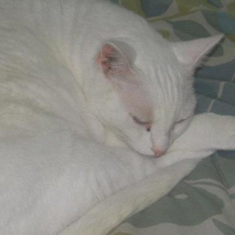 Picture of a cat / kitten / feline