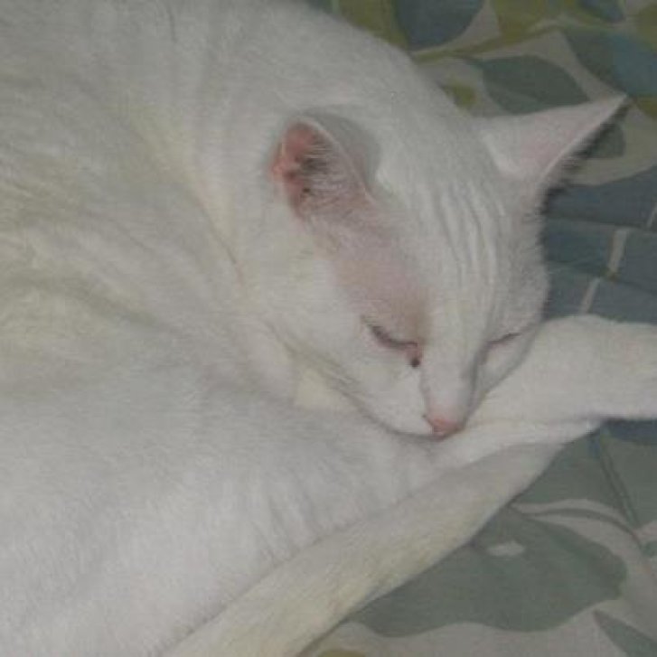 Picture of a cat / kitten / feline