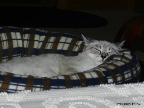 Picture of a cat / kitten / feline