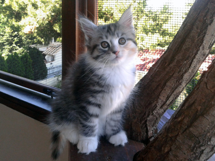 Picture of a cat / kitten / feline