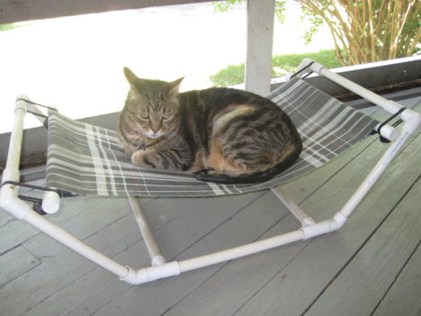 Picture of a cat / kitten / feline