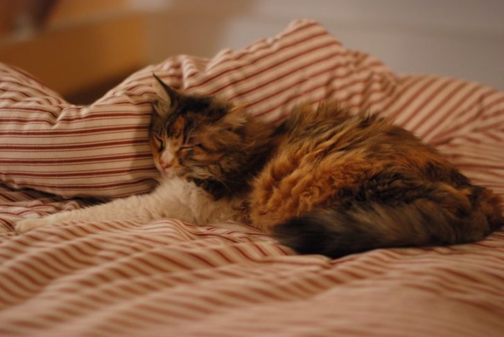 Picture of a cat / kitten / feline