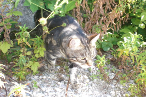 Picture of a cat / kitten / feline