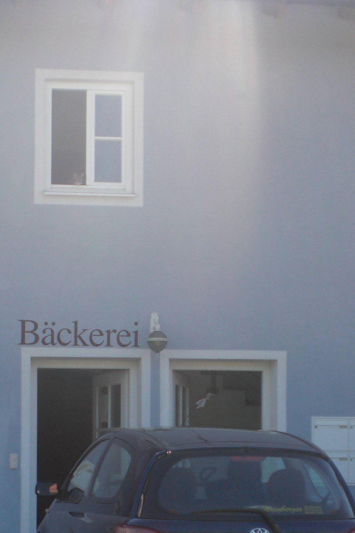 Picture of a cat / kitten / feline