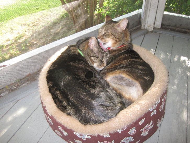 Picture of a cat / kitten / feline