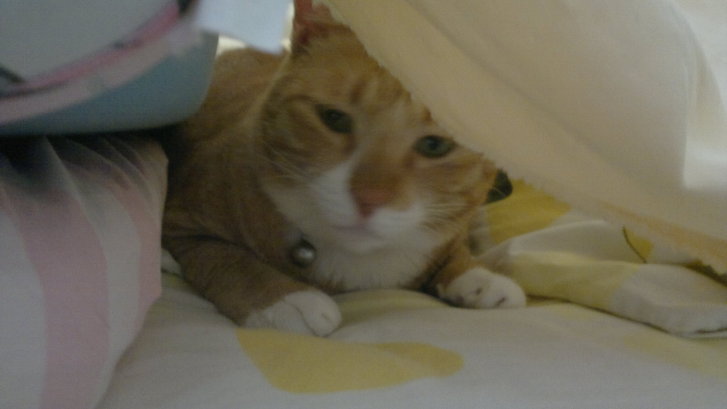 Picture of a cat / kitten / feline