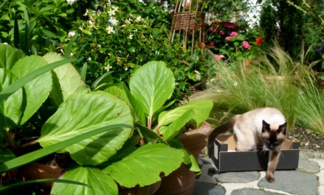 Picture of a cat / kitten / feline