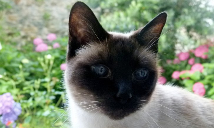 Picture of a cat / kitten / feline