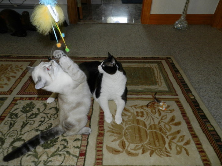 Picture of a cat / kitten / feline