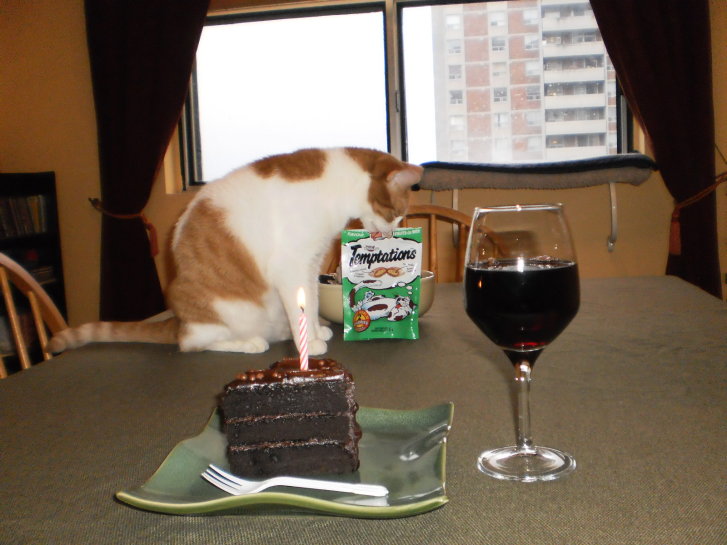 Picture of a cat / kitten / feline