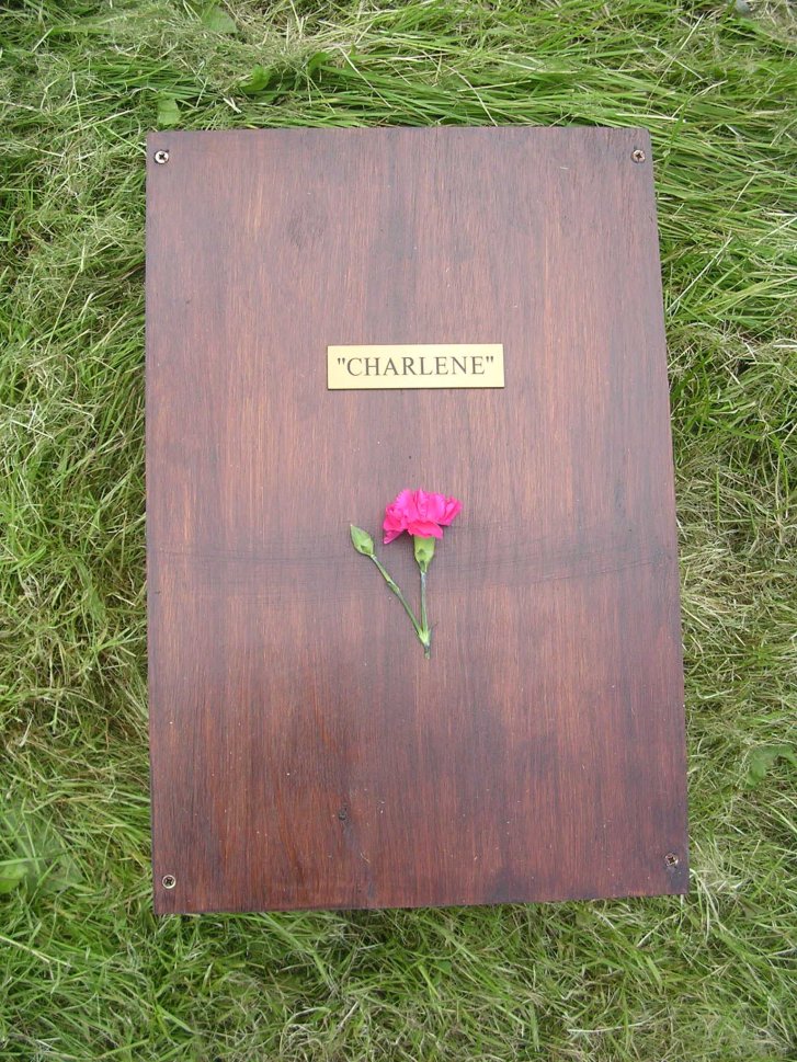 Picture of a cat / kitten / feline