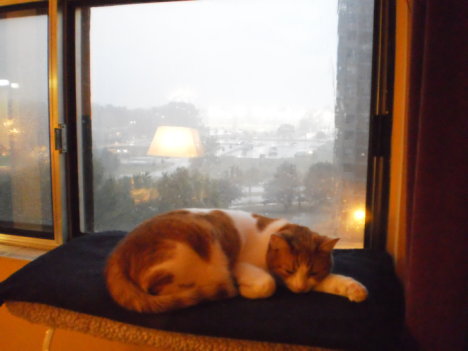 Picture of a cat / kitten / feline