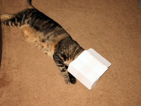 Picture of a cat / kitten / feline