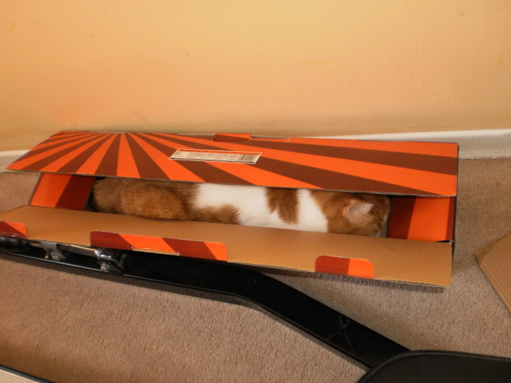 Picture of a cat / kitten / feline