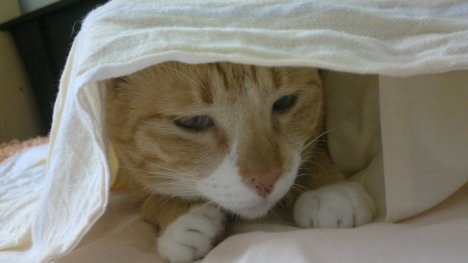 Picture of a cat / kitten / feline