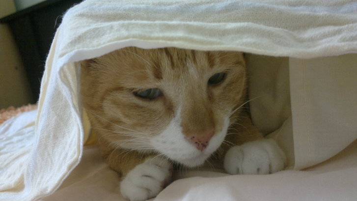 Picture of a cat / kitten / feline