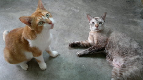 Picture of a cat / kitten / feline