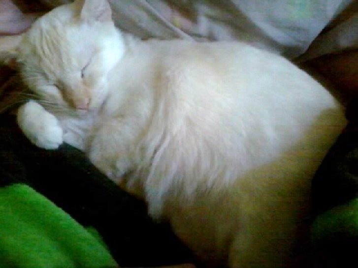 Picture of a cat / kitten / feline