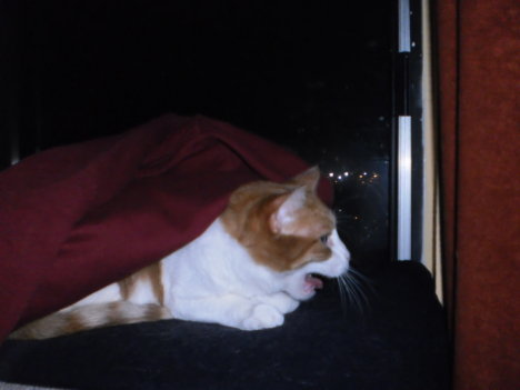 Picture of a cat / kitten / feline