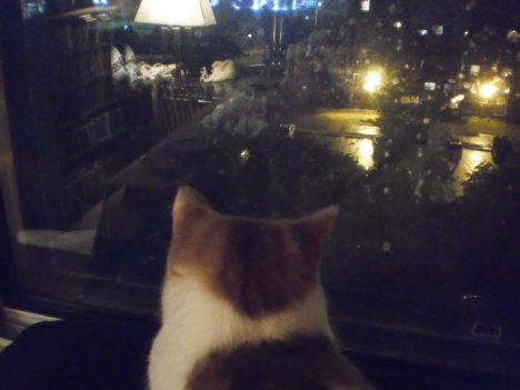 Picture of a cat / kitten / feline