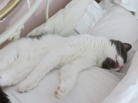 Picture of a cat / kitten / feline