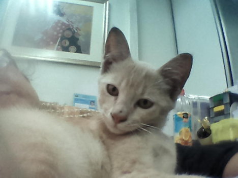 Picture of a cat / kitten / feline