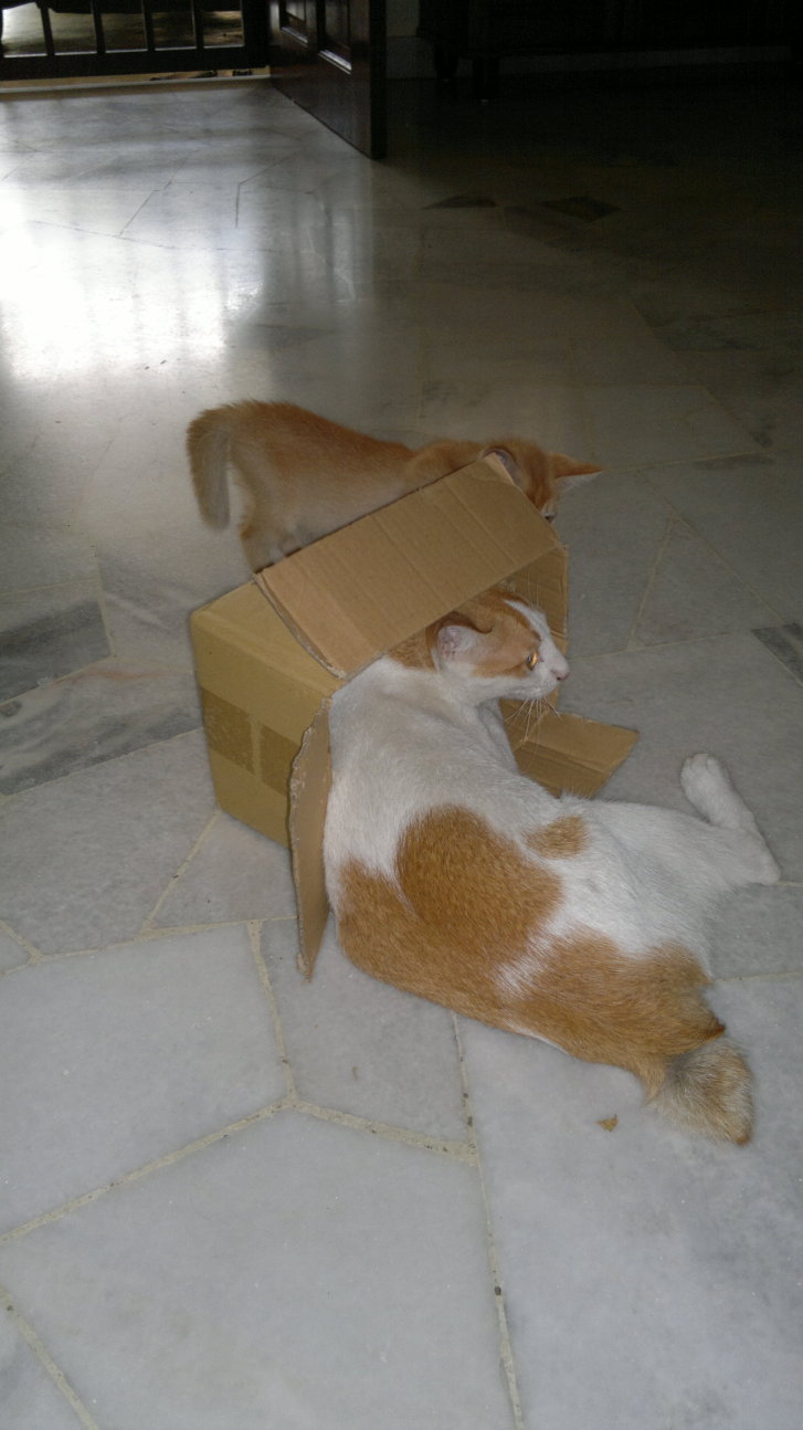 Picture of a cat / kitten / feline