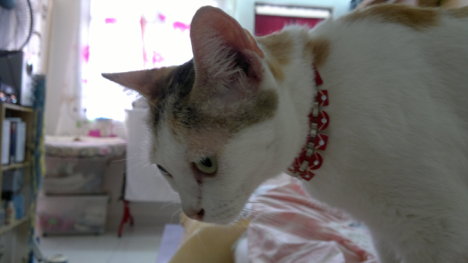 Picture of a cat / kitten / feline