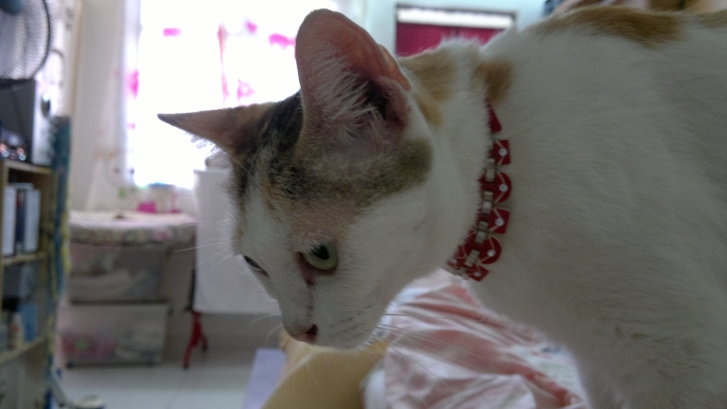 Picture of a cat / kitten / feline