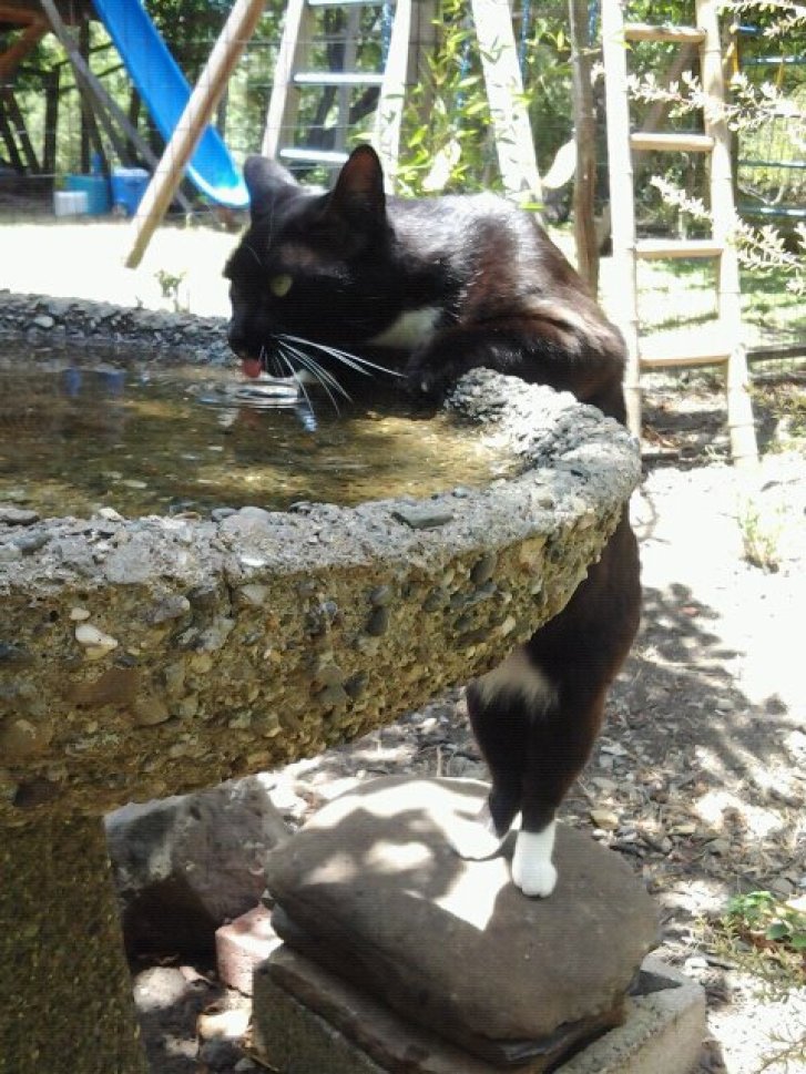 Picture of a cat / kitten / feline