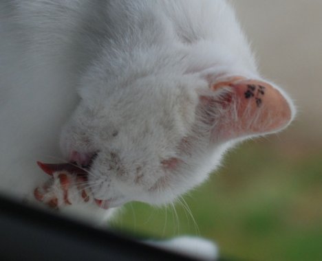 Picture of a cat / kitten / feline