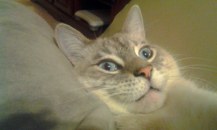 Picture of a cat / kitten / feline