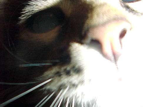 Picture of a cat / kitten / feline