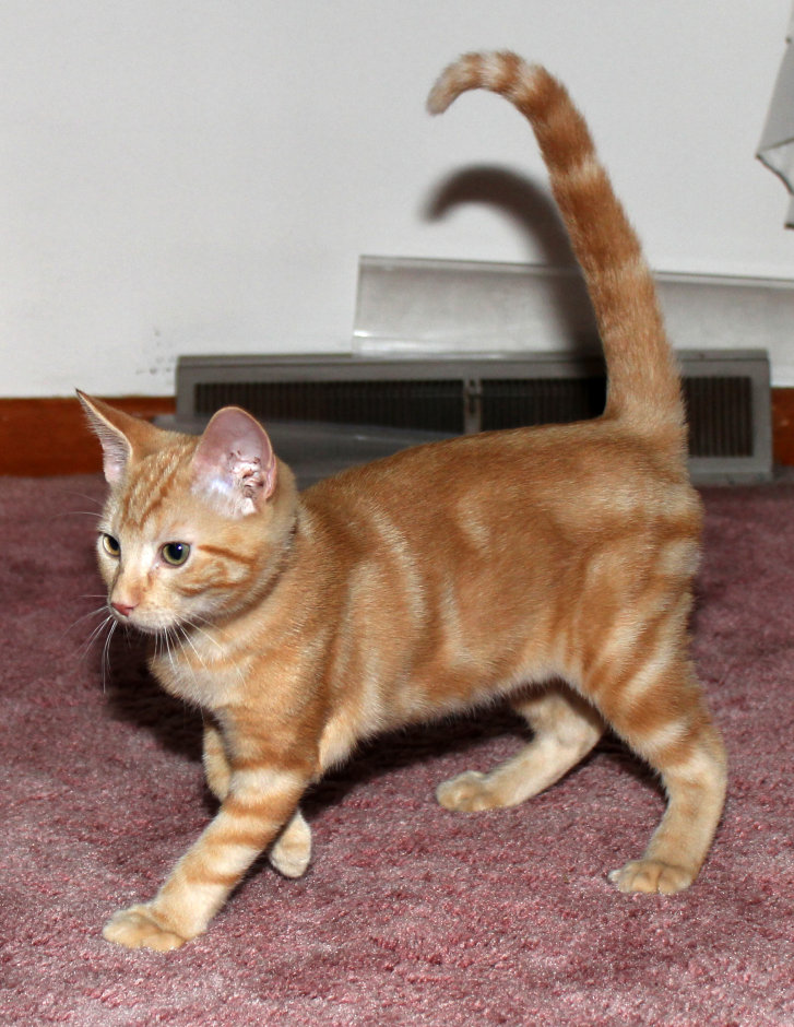 Picture of a cat / kitten / feline