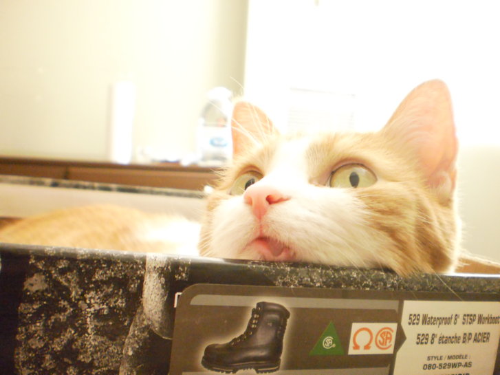 Picture of a cat / kitten / feline