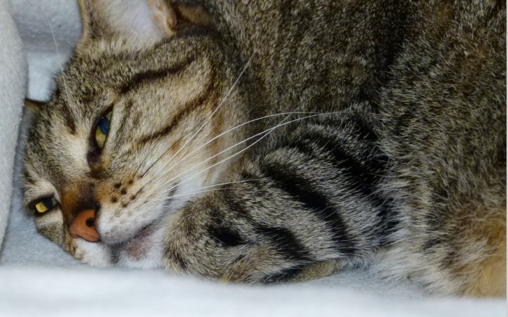 Picture of a cat / kitten / feline