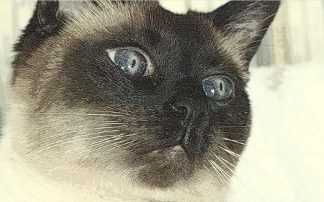 Picture of a cat / kitten / feline